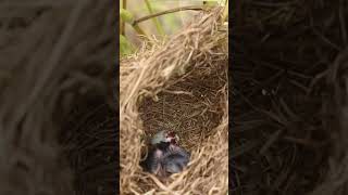 wild bird in nest EP059 nestegg egglaying satisfying nestling birds babybird nature birds [upl. by Ociral]