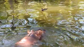 HIPPO GIANT GOES CRAZY ON DUCKS at AGE 53 [upl. by Marcela]