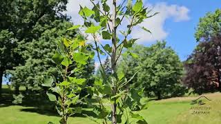 Populus nigra Italica topol černý [upl. by Ody]