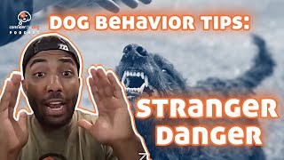 How to Help a Dog With quotStranger Dangerquot [upl. by Ellenyl]