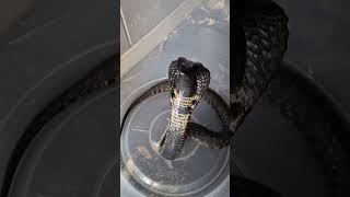 Rinkhals Spitting in Snake bucket [upl. by Aisel]