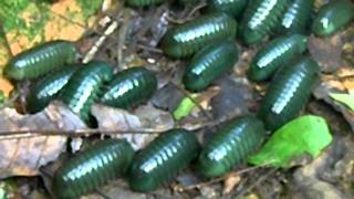 Giant PillMillipede swarming behaviour [upl. by Siddon]