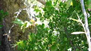 Leafy Mistletoe Phoradendron tomentsoum San Diego California [upl. by Worthy]