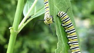 Monarch butterfly caterpillar eating milkweed leaves closeup [upl. by Masera]