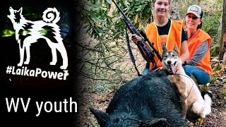 West Virginia youth bear season SUCCESS  hunting with laikas [upl. by Seta371]