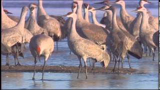 Wetlands Of Nebraska [upl. by Wardlaw]