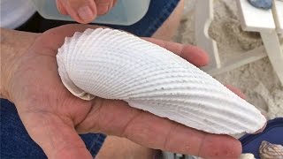 Southwest Florida Seashells  Naples FL [upl. by Brace]