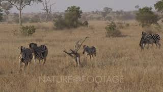 A group of Burchells Zebra walking [upl. by Aytida]