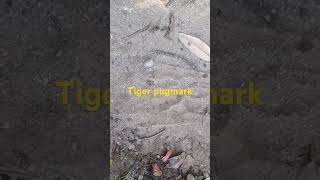 Tiger pugmark song Bachpan meबिनसर binsarzeropoint binsarBinsar [upl. by Suzanna]