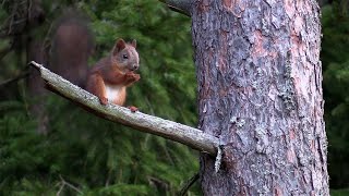 Vårens djur [upl. by Barnard]