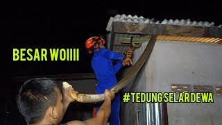 PUJUK ULAR TEDUNG SELAR INTAI ORANG DALAM TANDAS [upl. by Adnarem903]