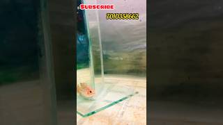 vieja frys 💫Prebooking 🚀upcoming stock  vieja wholesale flowerhorn fish aquarium [upl. by Varden346]