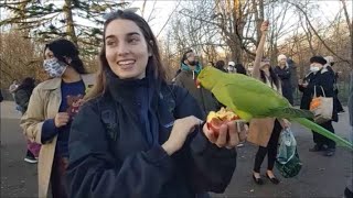 HAND FEEDING WILD BIRDS PARAKEETS IN LONDON INDIAN RINGNECK KENSINGTON GARDENS WILD PARROTS [upl. by Edasalof]