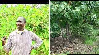 FARM TOUR How to grow cashewnuts and earn big as you intercrop to maximize production  2023 [upl. by Aicined]