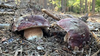 BOLETUS PINICOLA  EDULIS 201910 [upl. by Minoru]