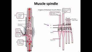 NEUR 2000 Somatosensory Part 2 slides 8 9 [upl. by Hazeefah]