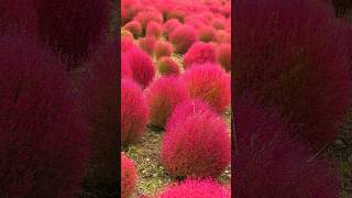 Beauty of Pink Kochia shorts kochia pinkflowers PlantsWorld [upl. by Toddy435]