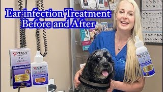 Ear Infection Treatment  Zymox Products Before and After [upl. by Findley]