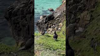 Puffins at Saltee iseland [upl. by Asiuqram]