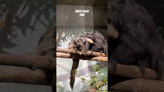 White faced SAKI monkey zoo animals torontozoo canada [upl. by Ihn]