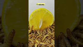 10 000 Mealworms vs ORANGE 🍊 [upl. by Eimiaj]