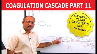 Coagulation Cascade  Part 1112 [upl. by Reamy61]