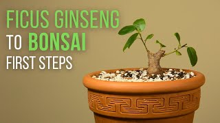 First steps for making a Ficus microcarpa ginseng Bonsai repotting and pruning [upl. by Ailelc547]