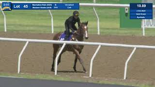 Lot 45 2024 Magic Millions Gold Coast Horses In Training Sale [upl. by Jamie659]