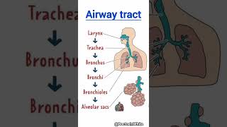 Airway tract  viralshorts viralshorts airwaytract bronchi [upl. by Arytahs]