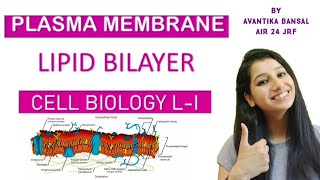 Lipid Bilayer Part 1Cell Biology L IPlasma membrane Types of lipid in membraneAsymmetry [upl. by Assiron327]