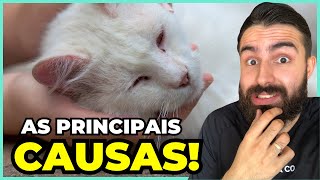 5 Causas De CONVULSÕES Em Gatos [upl. by Ayerdna]