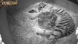 Three Adorable Sumatran Tiger Cubs Born at ZSL London Zoo [upl. by Anirpas]