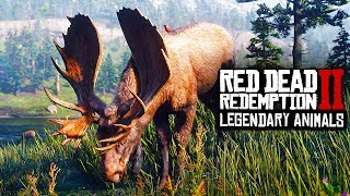 Red Dead Redemption 2  RDR2 LEGENDARY ANIMALS INFO RDR2 LEGENDARY COLLECTIBLES amp CLOTHING RDR2 [upl. by Gage489]