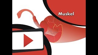 Organisation und Aufbau des Muskels wwwclipdocsde [upl. by Dalpe]