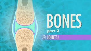 Joints Crash Course Anatomy amp Physiology 20 [upl. by Higgs]