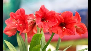 Trasplante del hippeastrum o amaryllis  Bricomanía  Jardinatis [upl. by Nodnorb]