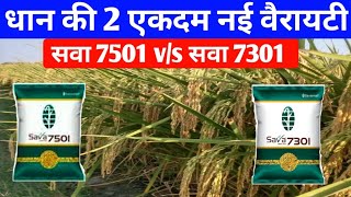 सवा 7501 vs सवा 7301 जाने कौन सी वैरायटी है बेहतर सवा स्मार्ट धान की नई किस्मेंsava 7501 vs 7301 [upl. by Aikimat765]