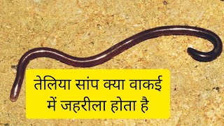 Brahmini Blind Snake दुनिया का सबसे छोटा सांप तेलिया सांप [upl. by Nairrot]