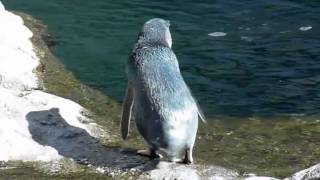 Little Blue PenguinMP4 [upl. by Inasah]