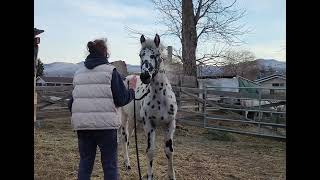 Kid Galahad Fire son of Wakons Snow Leopard Stallion Born May 1 2023 Great minded colt [upl. by Sutit]