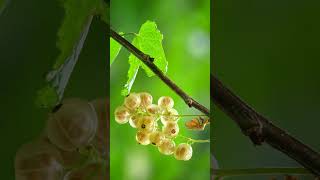 White Currant is a group of cultivars of Red Currant Ribes rubrum  Observed in Description [upl. by Jessamine]