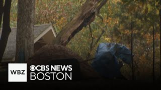 Man killed by falling tree in Grafton has been identified [upl. by Rickard370]