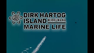 Dirk Hartog Island  Marine Life [upl. by Kahcztiy]