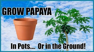 How to Grow Papayas in Containers or in the Ground  Complete Growing Guide [upl. by Dloraj]