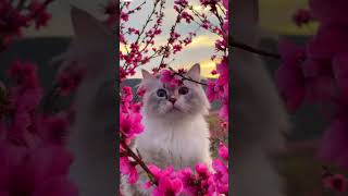 Ai Cat Hindi Song shots ytshorts [upl. by Drofkcor548]