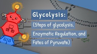 Glycolysis Steps of glycolysis Enzymatic Regulation and Fates of Pyruvate [upl. by Senzer226]