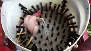 How to pluck a chicken in 14 seconds  Homemade Whizbang Chicken Plucker [upl. by Dibri]