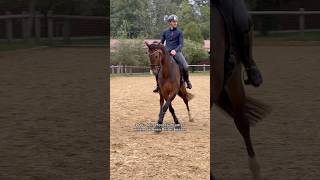 Lässt du dein Pferd von anderen reiten 🤔🐴 pferd horse equestrian pferde horses pferdeliebe [upl. by Iny474]