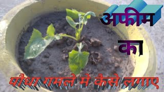 अफीम का पौधा गमले मे कैसे लगाए। afeem ka podhaa gamle me kese lgay।। [upl. by Aowda]