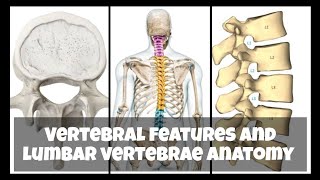 Vertebrae features and lumbar vertebrae anatomy brdmedicalcollege mbbs trending anatomy youtube [upl. by Glennis]